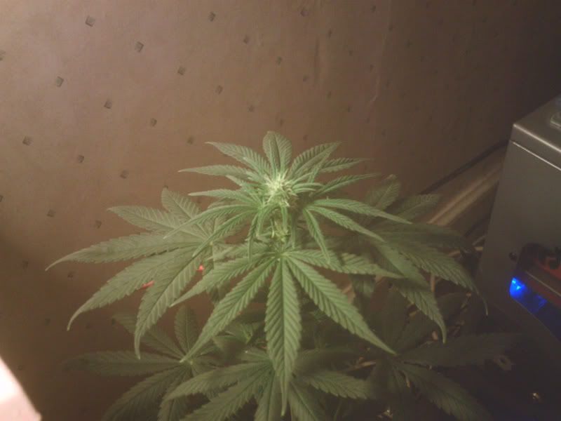 13julplant1head800.jpg