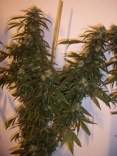 36648upload6-med.JPG