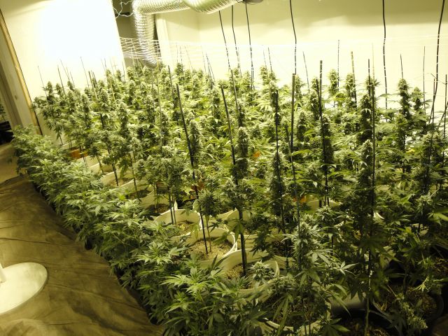 oregon-grow.jpg