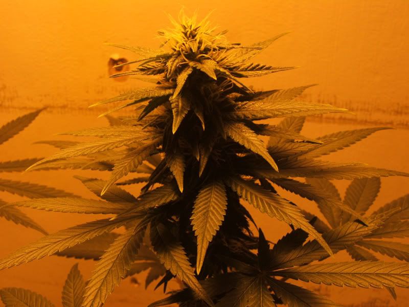 27JulyPlant112JPG.jpg