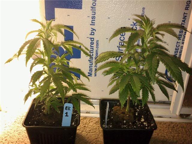 1-20BlueberryKush.jpg