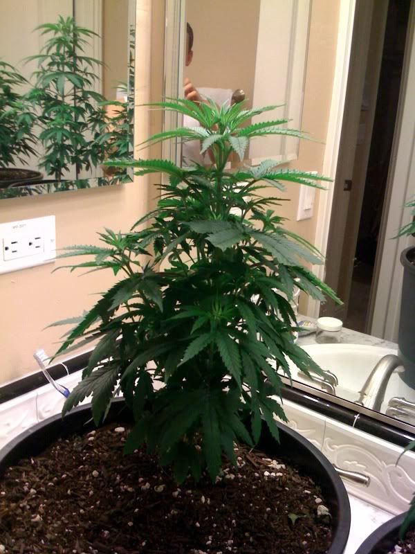 plant2.jpg