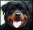 rottweiler_60.jpg