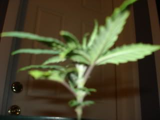 DSC00077.jpg