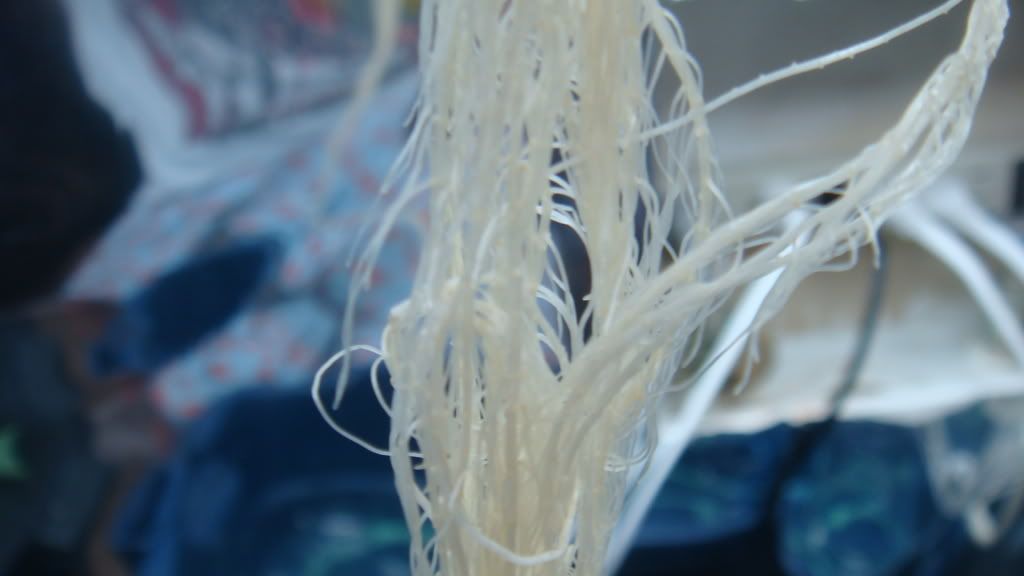 DSC04682.jpg