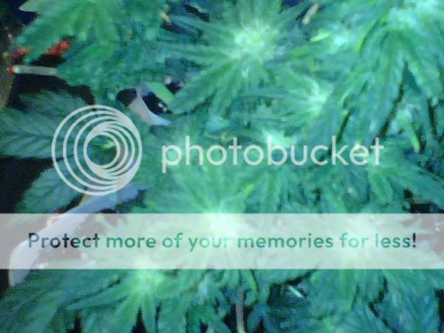 plants2.jpg