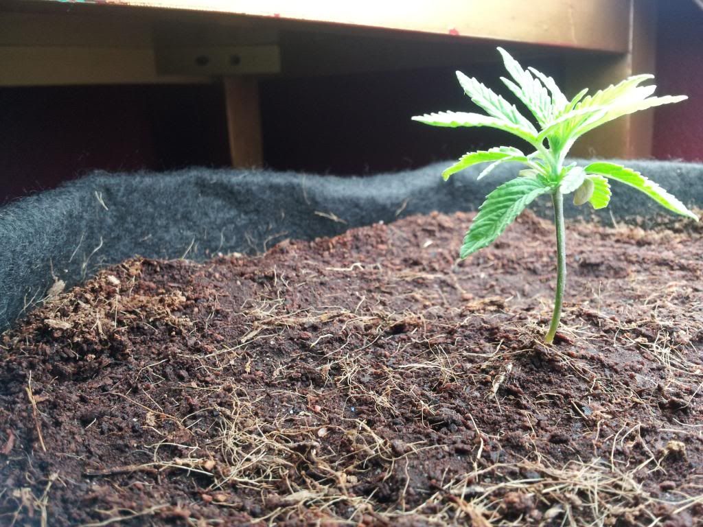 Axilla3wks1day.jpg