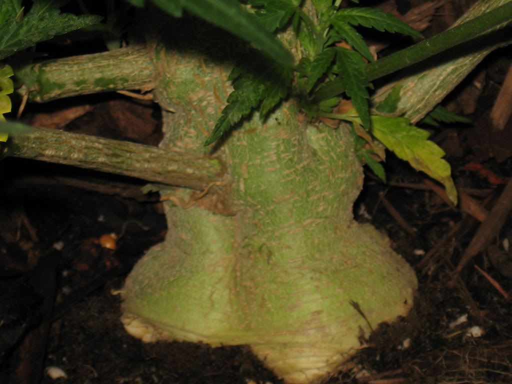 IMG_1971.jpg