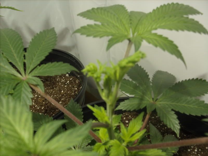 plants6006.jpg