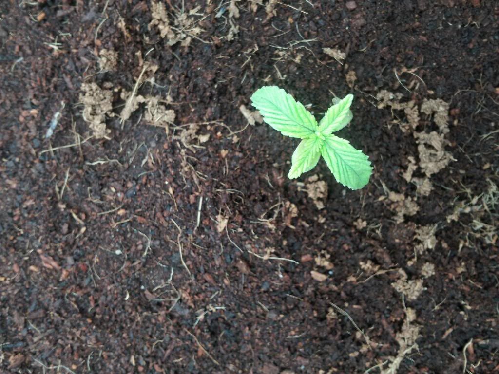 Axilla1wk1daytop.jpg