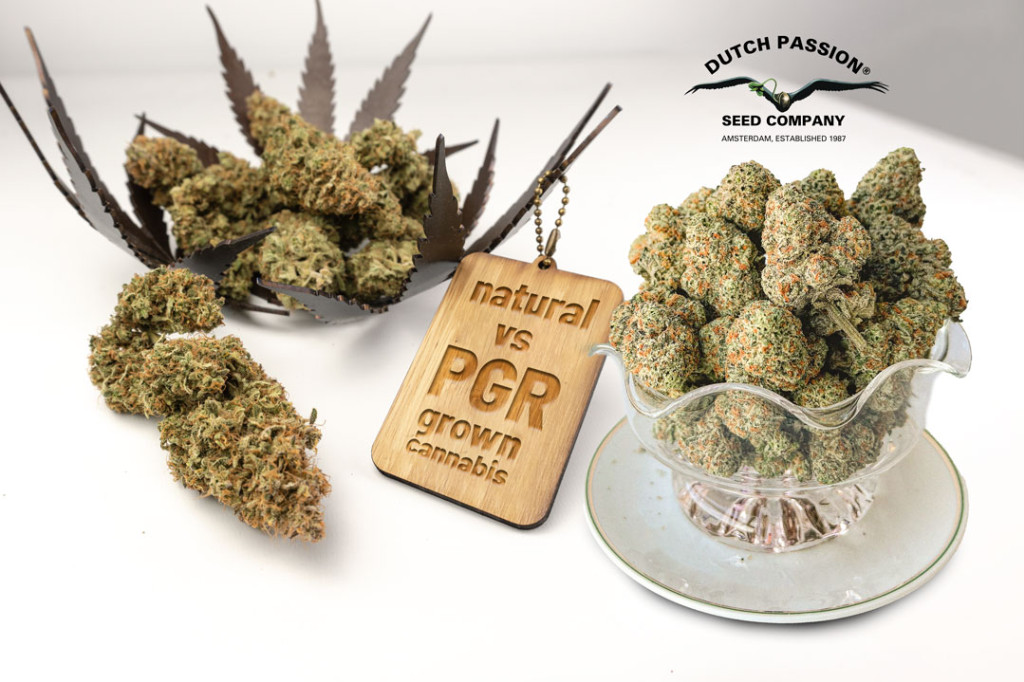 dutch-passion.com