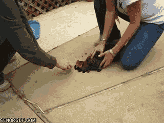 gifs_24.gif