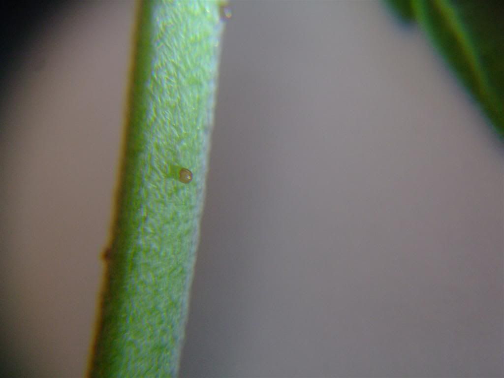 DSCF3856Large.jpg