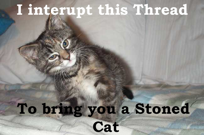 Stoned+Cat.jpg
