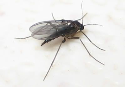 Female_black_fungus_gnat_zps13f7e78d.jpg