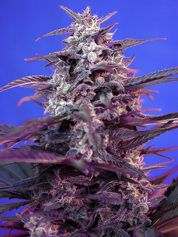 www.alibongocannabisseeds.co.uk