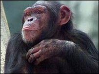 _39241619_chimp_bbc_203.jpg