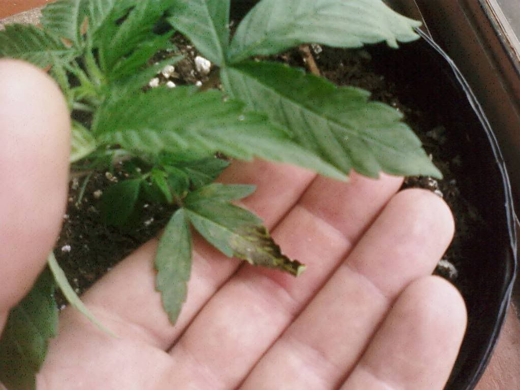 PIC-0067.jpg