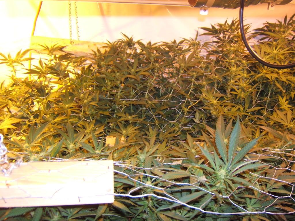 FlowerDay14.jpg
