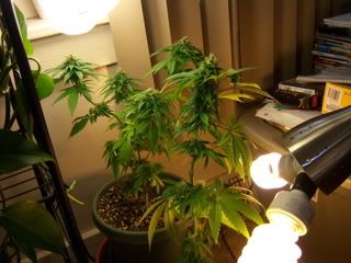 Picture029.jpg