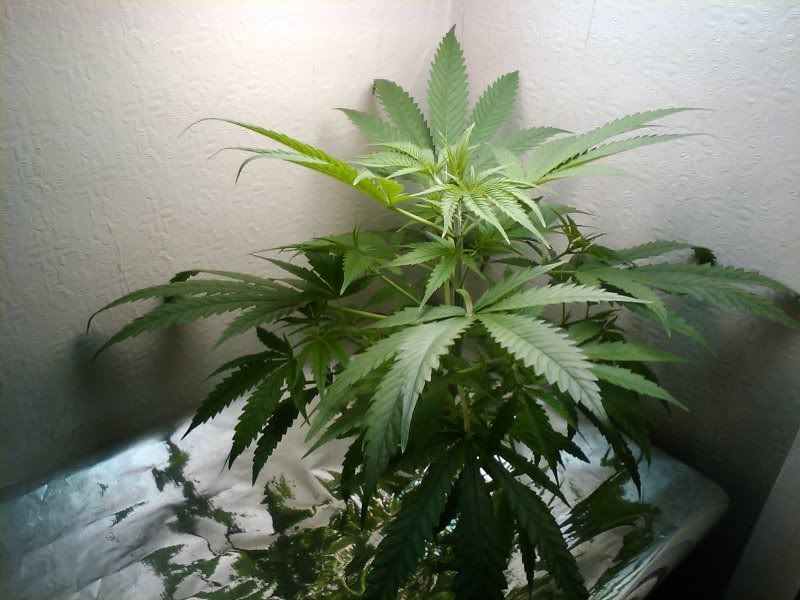 08-11-2010135353.jpg