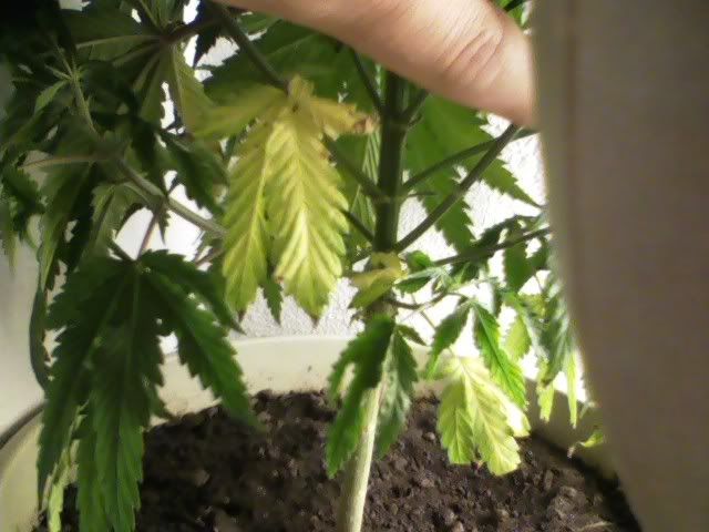 Pic0109jpg-17.jpg