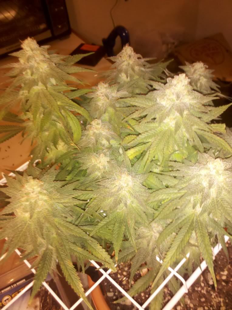1-7-1114.jpg