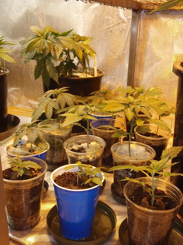 veg11.jpg