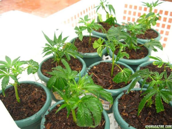 BB_CC_Clones_Sep18_048.jpg