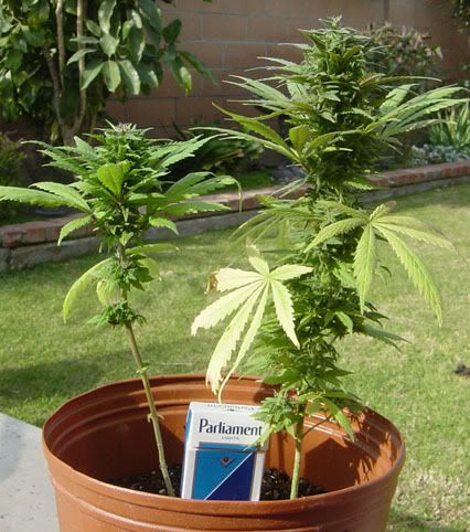 plantsSIDE.jpg