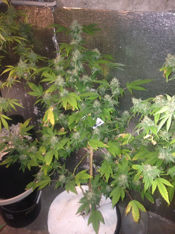 5_1_Buddah_Tahoe_7_G_SIPS.jpg