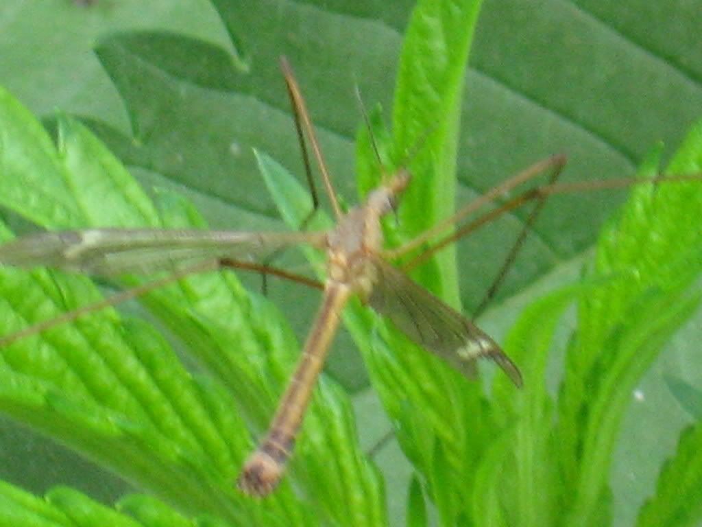 IMG_0976.jpg