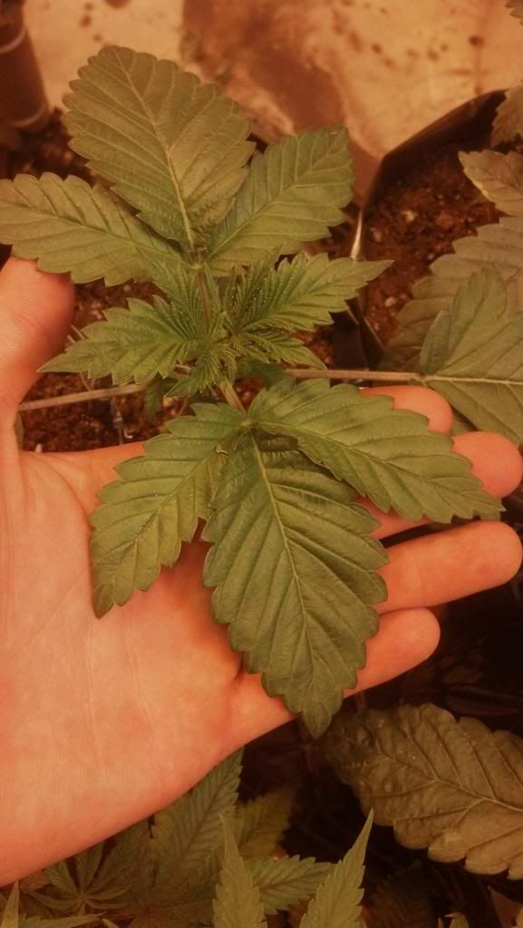 2013-01-04_12-54-15_902_zpsdc4a1ba5.jpg