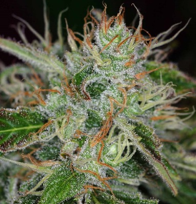 chernobyl_tga_seeds.jpg