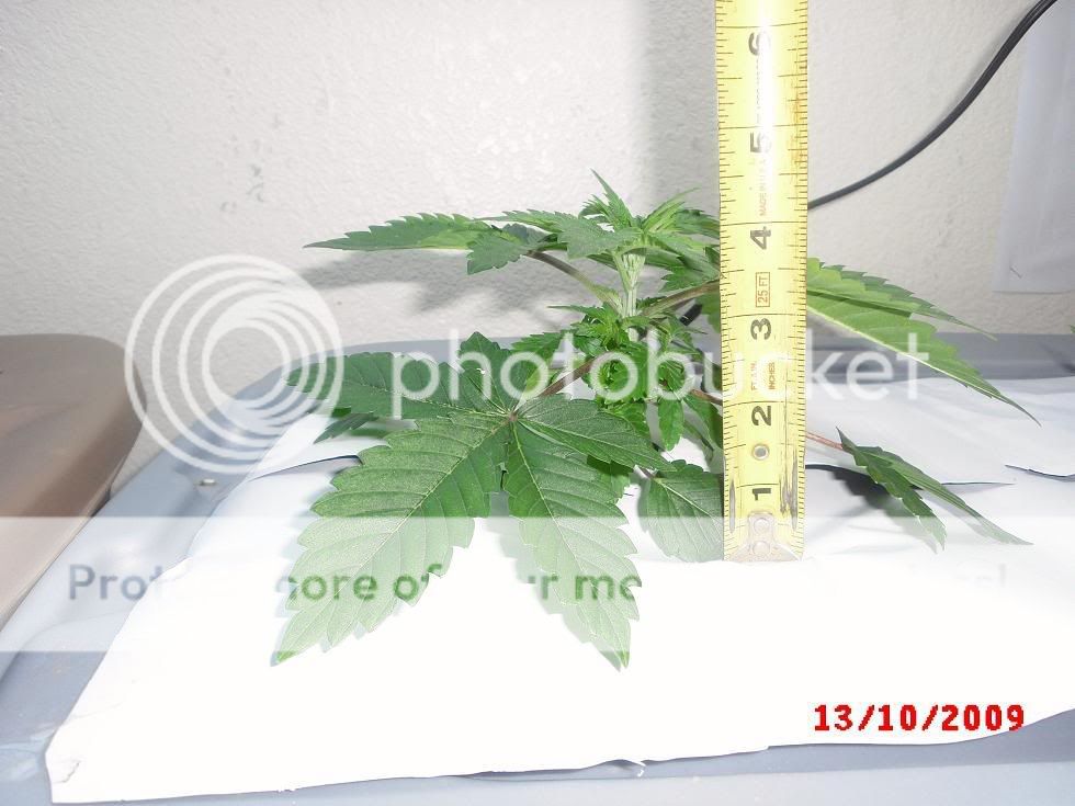 CIMG1061.jpg