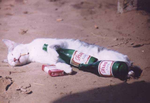 drunkKitty.jpg