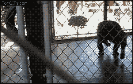 gifs_09.gif