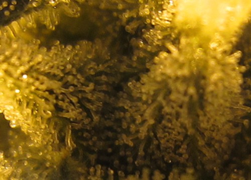 6875603986_28ebbce37c.jpg