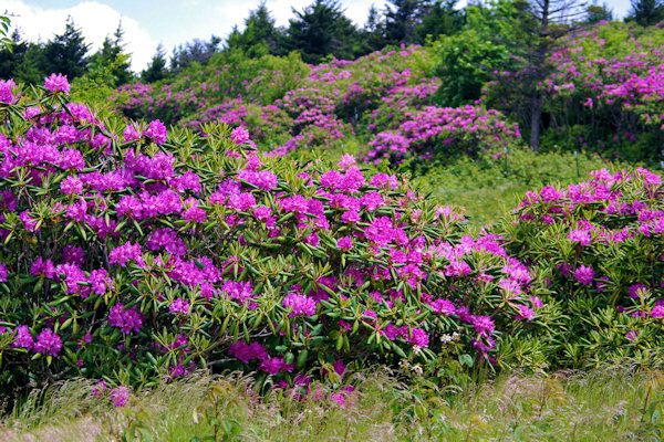 rhododendron_festival.jpg