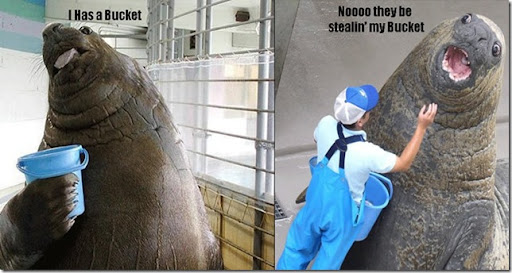 walrus_bucket_thumb[5].jpg