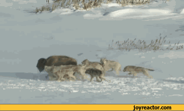 gif-dogs-animals-snow-911827.gif