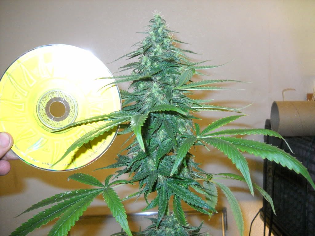DSCN1099.jpg