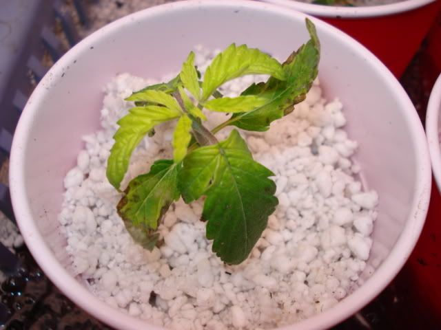 DSC00069.jpg