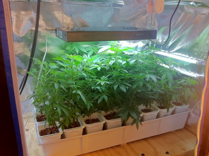 grow105.jpg