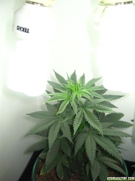 BB_CC_Grow_Update_Sep_13_050.jpg