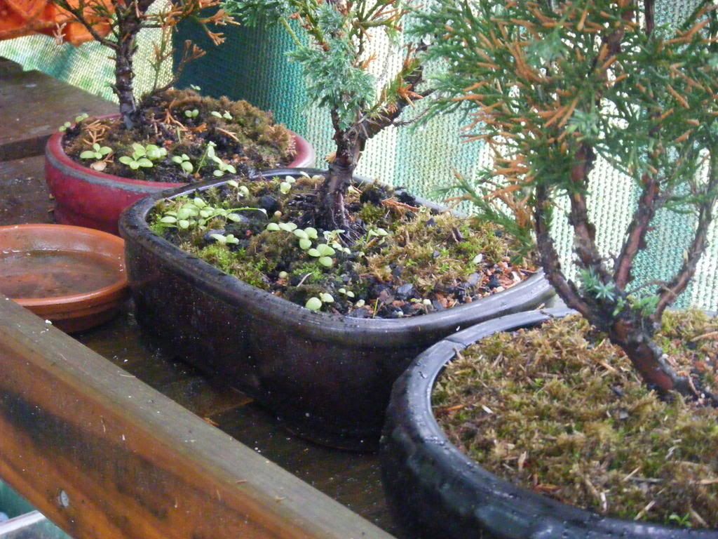 DSCF4431.jpg