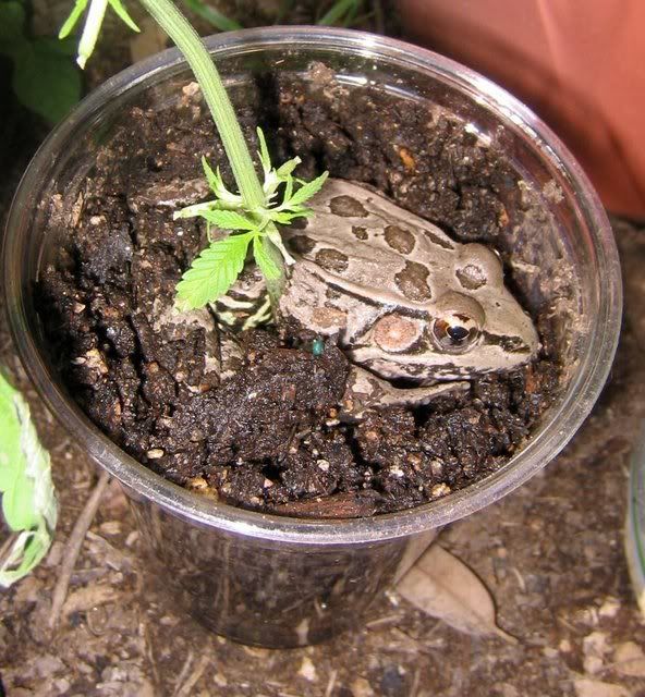 frog.jpg