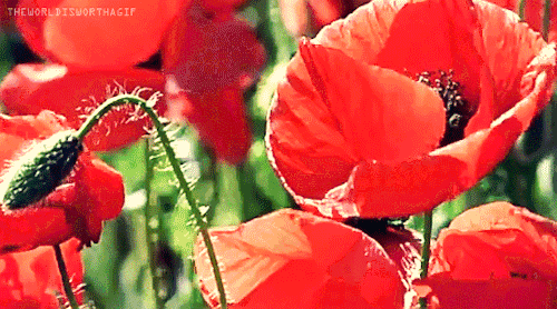 tumblr_o9i017p42D1uhjffgo1_r3_500.gif