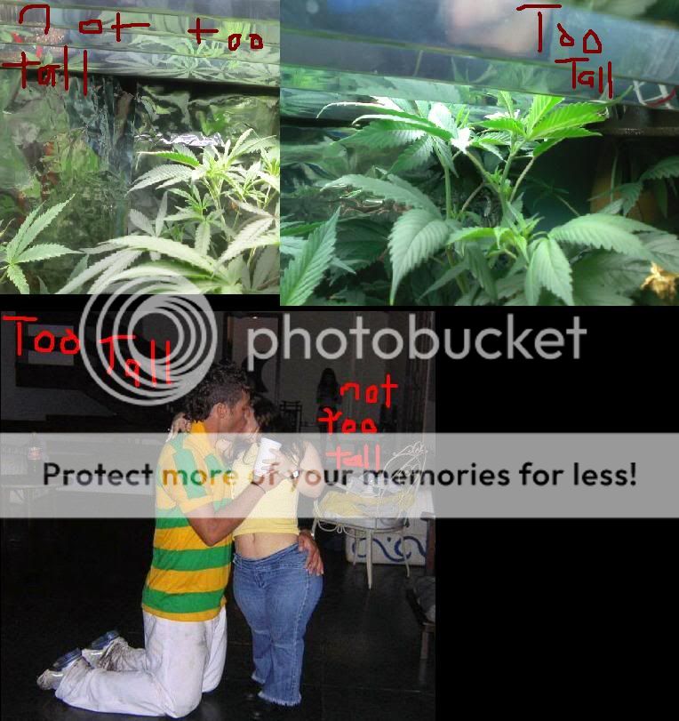 tallplant.jpg