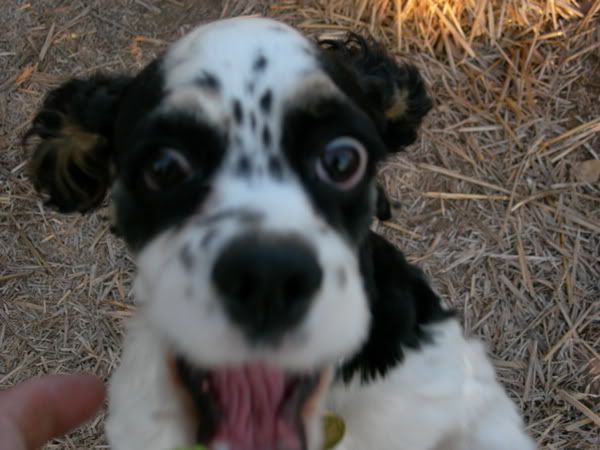 DogFace.jpg